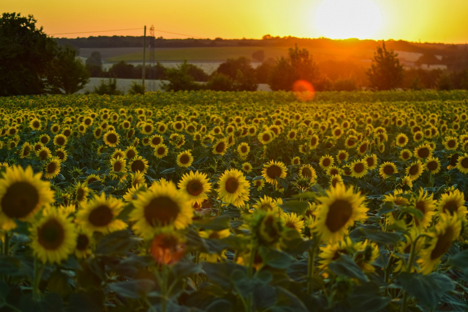 Golden Sunflower Field